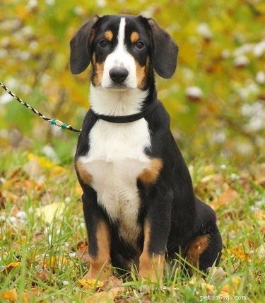 Fakta och information om Entlebucher Mountain Dog Rasen