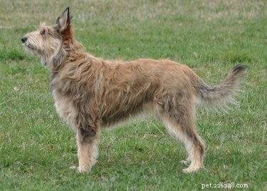 Berger Picard Dog Breed Facts＆Information