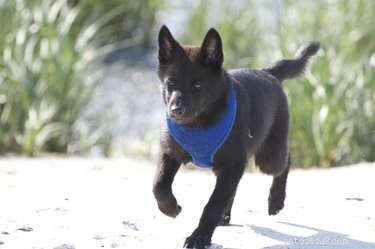 Факты и информация о породе собак Кай Кен