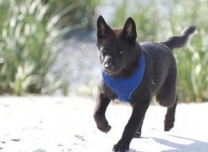 Fatos e informações sobre a raça do cão Kai Ken