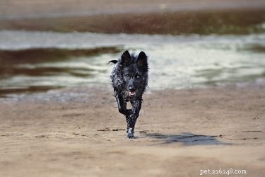 Факты и информация о породе собак муди