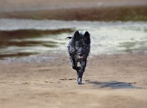 Faits et informations sur la race de chien Mudi