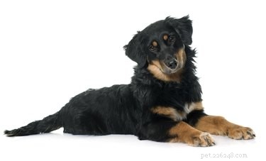 Hovawart Dog Breed Facts＆Information