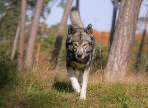 Faits et informations sur la race de chien Tamaskan
