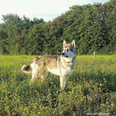 Fatti e informazioni sulla razza del cane Tamaskan