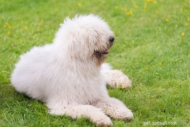 Fatti e informazioni sulla razza del cane Komondor