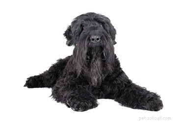 Fatos e informações sobre a raça de cães Black Russian Terrier