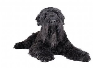 ブラック・ロシアン・テリア犬の品種の事実と情報 