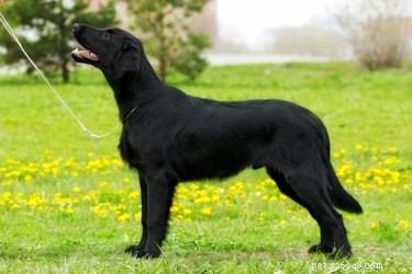 フラットコーテッドレトリーバー犬の品種の事実と情報 