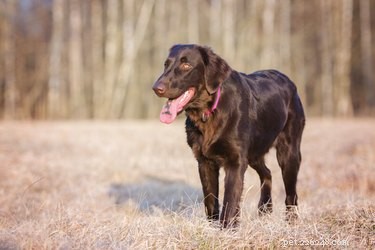 Плоскошерстный ретривер:факты и информация о породе собак