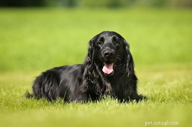 Fatos e informações sobre a raça de cães Retriever de pelo liso