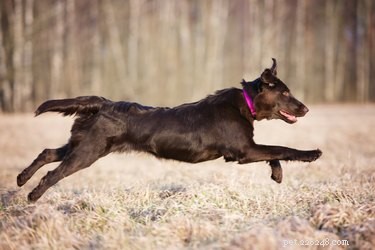 Fakta a informace o plemeni psa Flat-Coated Retriever
