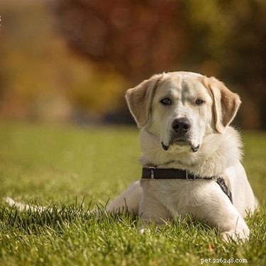 Факты и информация о породе собак акбаш