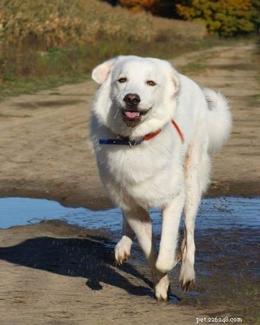 Feiten en informatie over Akbash-hondenrassen