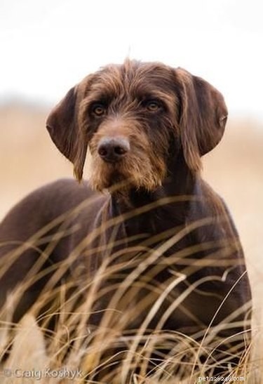 Pudelpointer Dog Breed Facts＆Information