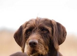 Факты и информация о породе собак пудельпойнтер