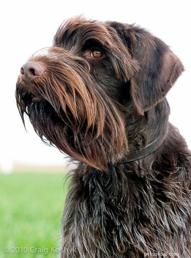 Pudelpointer Dog Breed Facts＆Information