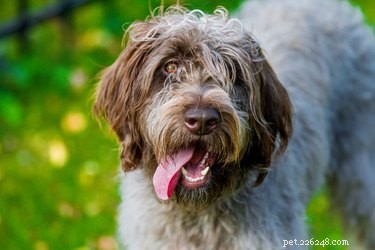 ワイアーヘアードポインティンググリフォン犬の品種の事実と情報 