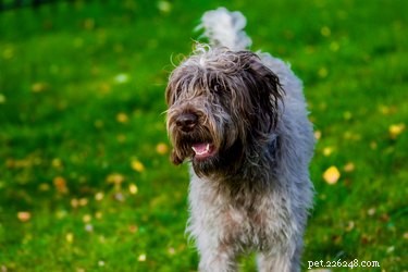 Fatti e informazioni sulla razza del cane grifone indicante a pelo duro