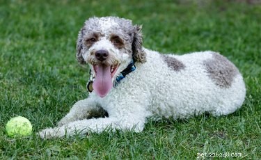 Lagotto Romagnolo:kenmerken, temperament en puppy s