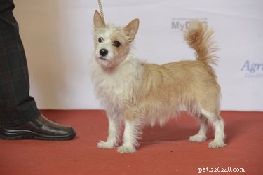 Faits et informations sur la race de chien Podengo portugais 