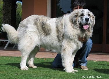 Fatos e informações sobre a raça do cão Mastim dos Pireneus