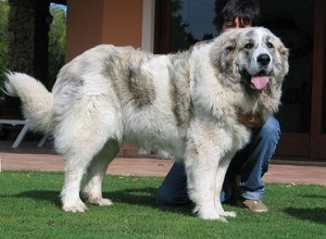 Пиренейский мастиф:факты и информация о породе собак