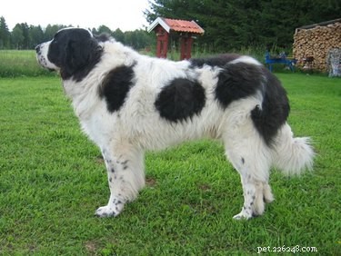 Пиренейский мастиф:факты и информация о породе собак