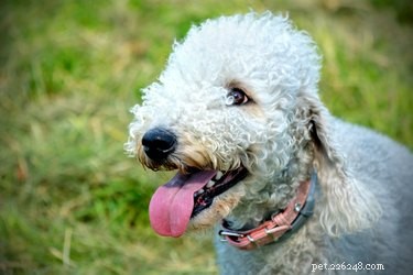 Бедлингтон-терьер:факты и информация о породе собак
