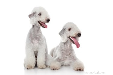 ベドリントンテリア犬の品種の事実と情報 