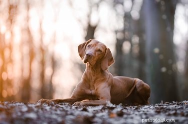 Факты и информация о породе собак Визсла