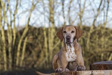 Факты и информация о породе собак Визсла