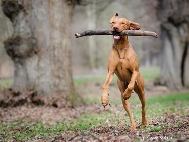 Vizsla Dog Breed Facts＆Information