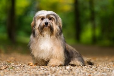 Havaneserhund:rasfakta, temperament och livslängd