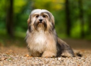 ハバニーズ犬：犬種の事実、気質、寿命