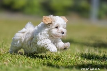 ハバニーズ犬：犬種の事実、気質、寿命