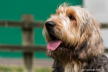Факты и информация о породе собак оттерхаунд