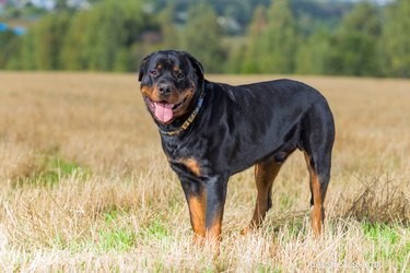 ドイツのロットワイラー犬の品種の事実と情報 