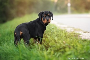 Немецкий ротвейлер:факты и информация о породе собак