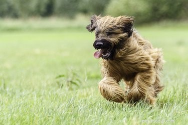ブリアード犬の品種の事実と情報 