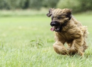 Faits et informations sur la race de chien Briard