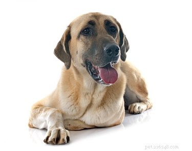アナトリアンシェパード犬の品種の事実と情報 