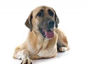 Fakta och information om anatolisk herdehund