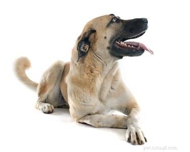 Fakta och information om anatolisk herdehund