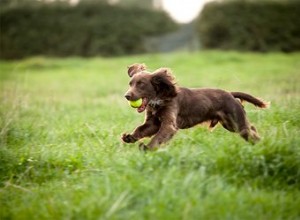 Fatos e informações sobre a raça do cão Boykin Spaniel