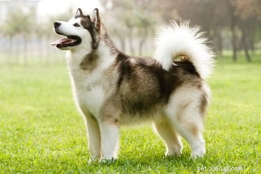 Fatos e informações sobre a raça do cão malamute