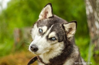 Fakta a informace o plemeni malamutského psa