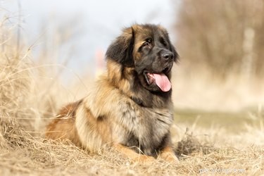 Fakta a informace o plemeni psů Leonberger