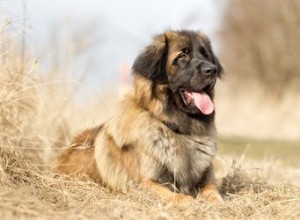 Fatos e informações sobre a raça do cão Leonberger