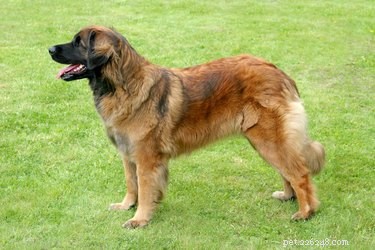 Leonberger Dog Breed Facts＆Information